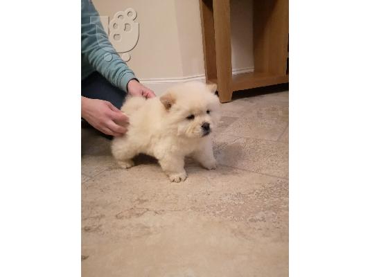 PoulaTo: chow chow προς πώληση.